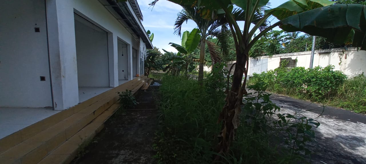 Tanaman Pisang Goroho di Areal Kayubulan, Malalayang, Kota Manado.