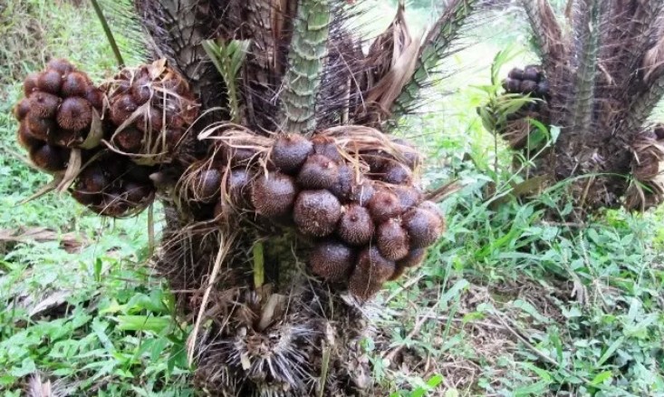 Buah Salak. (Kementan for JawaPos.com)