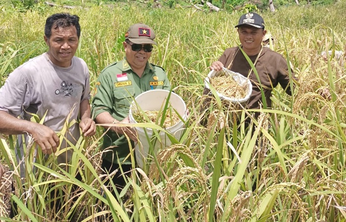 Kepala Dinas Ketahanan Pangan dan Pertanian Talaud, Dirman Gumolung saat melakukan panen perdana padi ladang.