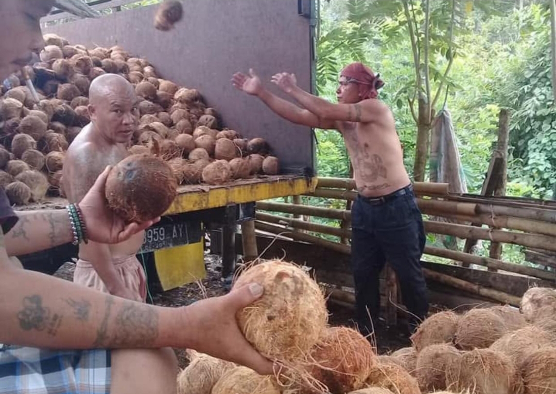 Harga Kopra dan Kelapa Naik 300 Persen, Petani  Sulawesi Utara Sejahtera, Ini Harga Kopra dan Kelapa Butir di Manado