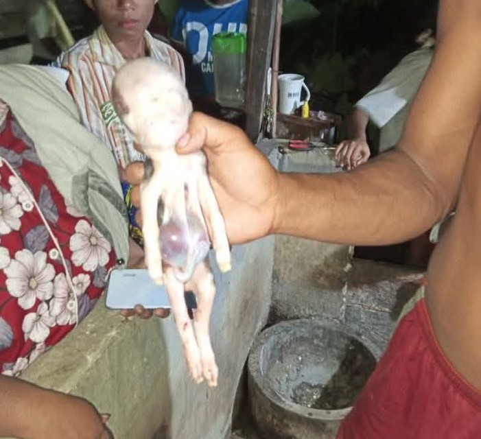 HEBOH! Seekor anak babi milik salah satu warga Desa Dampulis dilaporkan lahir dengan wajah yang menyerupai manusia.