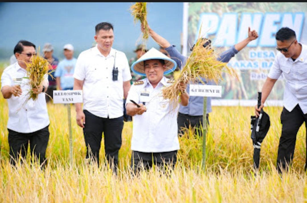 Gubernur Yulius Selvanus saat panen padi di Kakas.