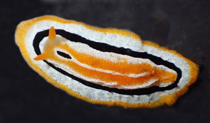 Siput langka tanpa cangkang ditemukan di perairan Sulawesi Utara