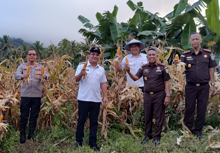 Panen jagung perdana Kudapan Adhyaksa di perkebunan Kelurahan Pinangunian Kecamatan Aertembaga Kota Bitung.(Dok Istimewa)
