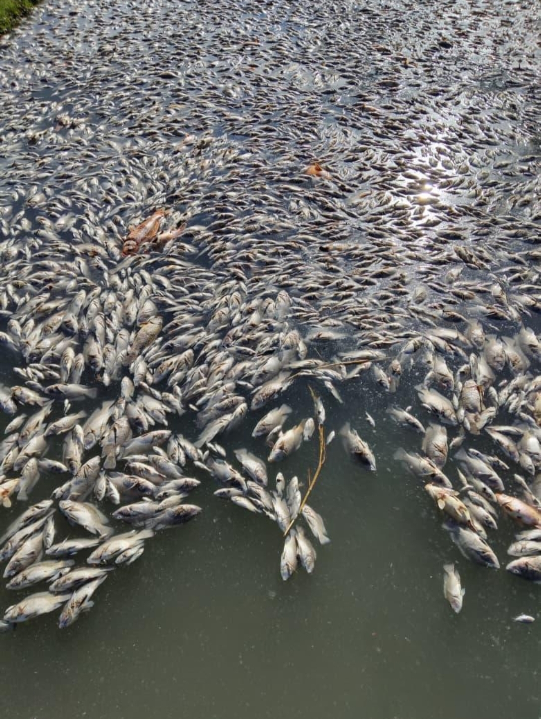 RUGIKAN WARGA: Ribuan ikan budidaya milik warga yang mati akibat adanya pencemaran lingkungan di Sungai Tumpaan.