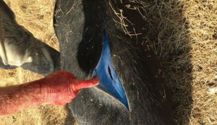 Penemuan babi hutan daging biru neon