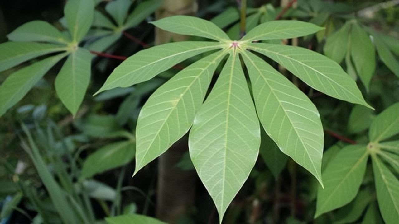 Si Hijau Murah yang Kaya Gizi! Daun Singkong, Rahasia Enak di Meja Keluarga.