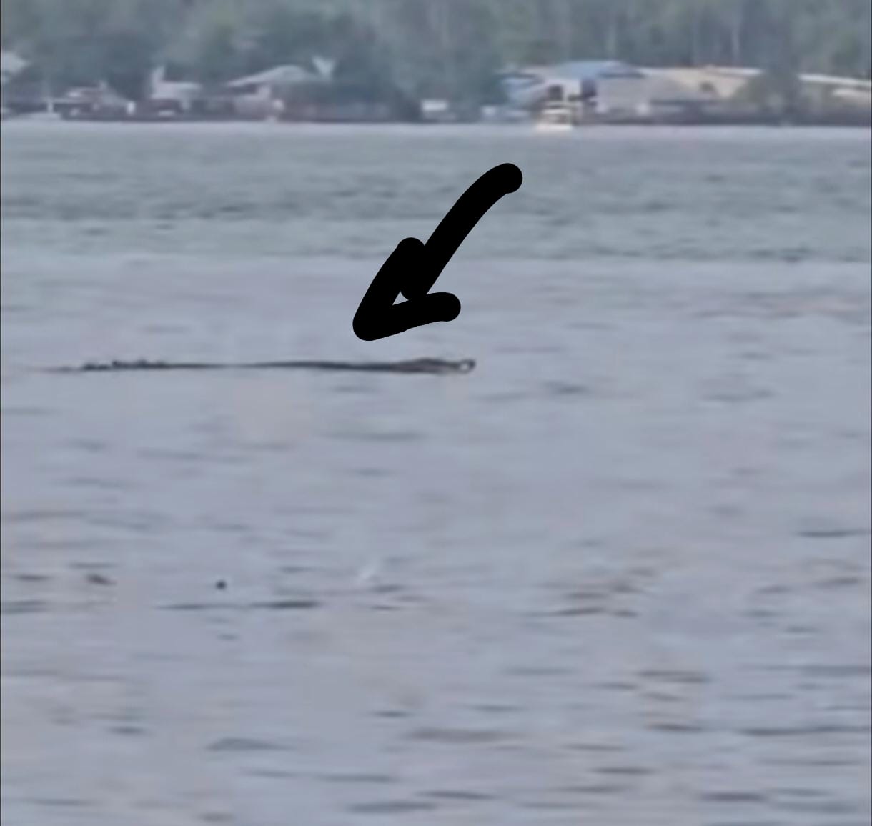 Penampakan Buaya di perairan Manado yang tertangkap kamera warga