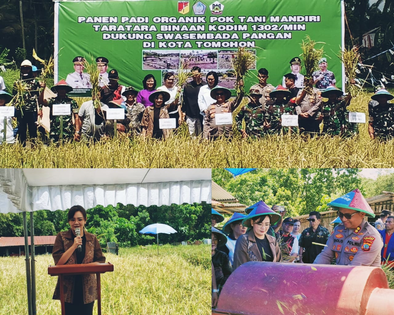 SUKSES: Suasana pelaksanaan Panen Padi Organik di Kompleks Persawahan Kelurahan Tara-Tara Raya, dihadiri oleh Wawali Sendy Rumajar SE M IKom, serta unsur Forkompimda lainnya. Dok istimewa