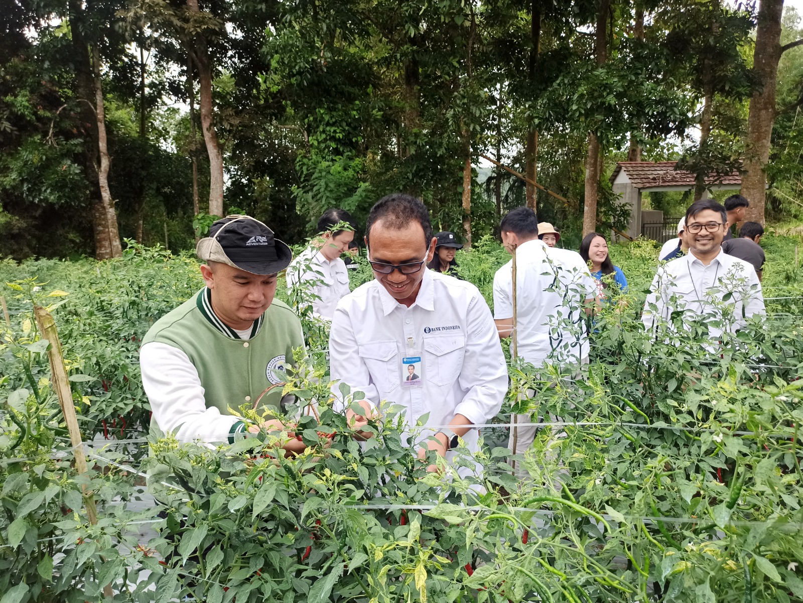 Kepala BI Sulut Joko Supratikto bersama jajaran saat panen cabai di Langowan, Rabu (3/12).