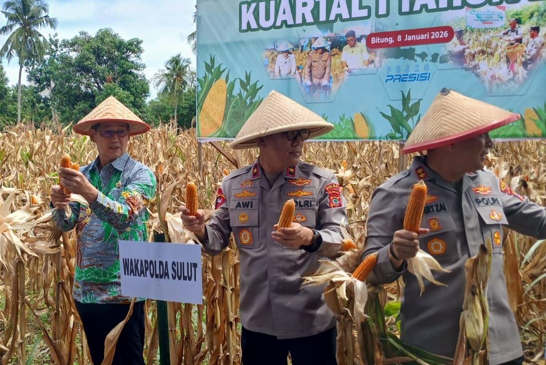 Wakapolda Sulut Brigjen Pol Awi Setiyono didampingi Wali Kota Bitung Hengky Honandar dan Kapolres Bitung AKBP Albert Zai panen jagung.(Dok Istimewa)