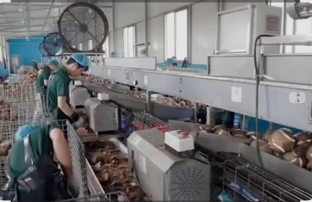 INDUSTRI KELAPA: Industri kelapa di Guangdong China. Kelapanya diimpor dari Indonesia termasuk dari Sulawesi Utara.
