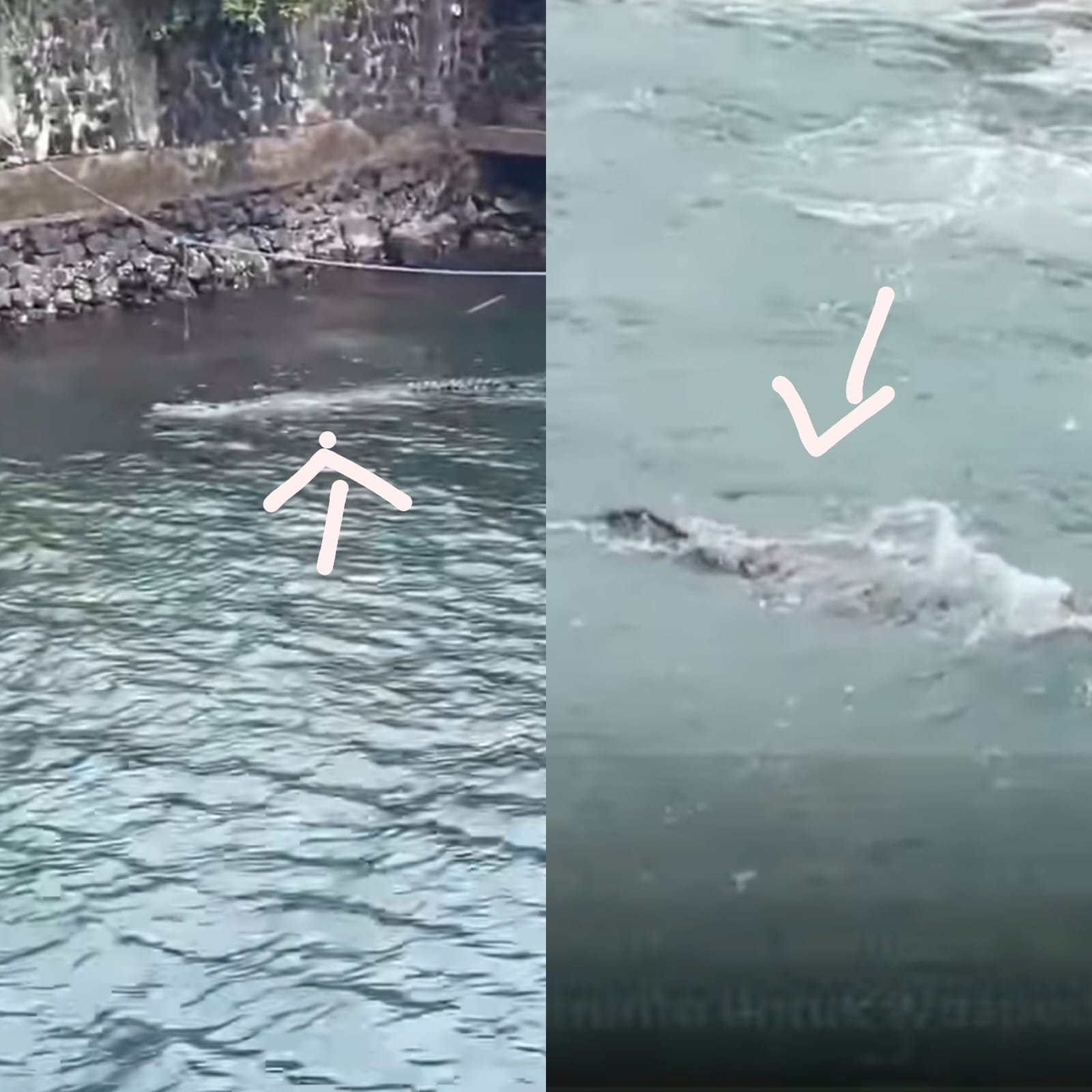 Buaya yang muncul di perairan Kota Manado, Minggu (1/2). Terinformasi tepatnya di Dermaga Marina Plaza