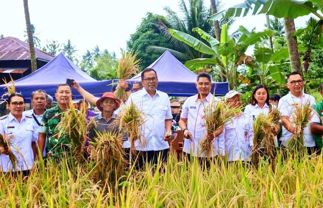 Wakil Wali Kota Manado ikut dalam Panen Padi Gogo bersama Kelompok Tani Padi Temo di Kelurahan Buha, Rabu (4/3).