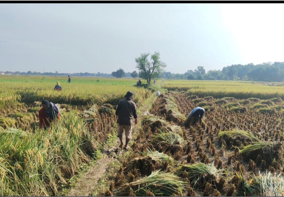 Panen Raya di Majalengka Cetak Produktivitas hingga 11,5 Ton/Ha, Perkuat Stok Beras Nasional