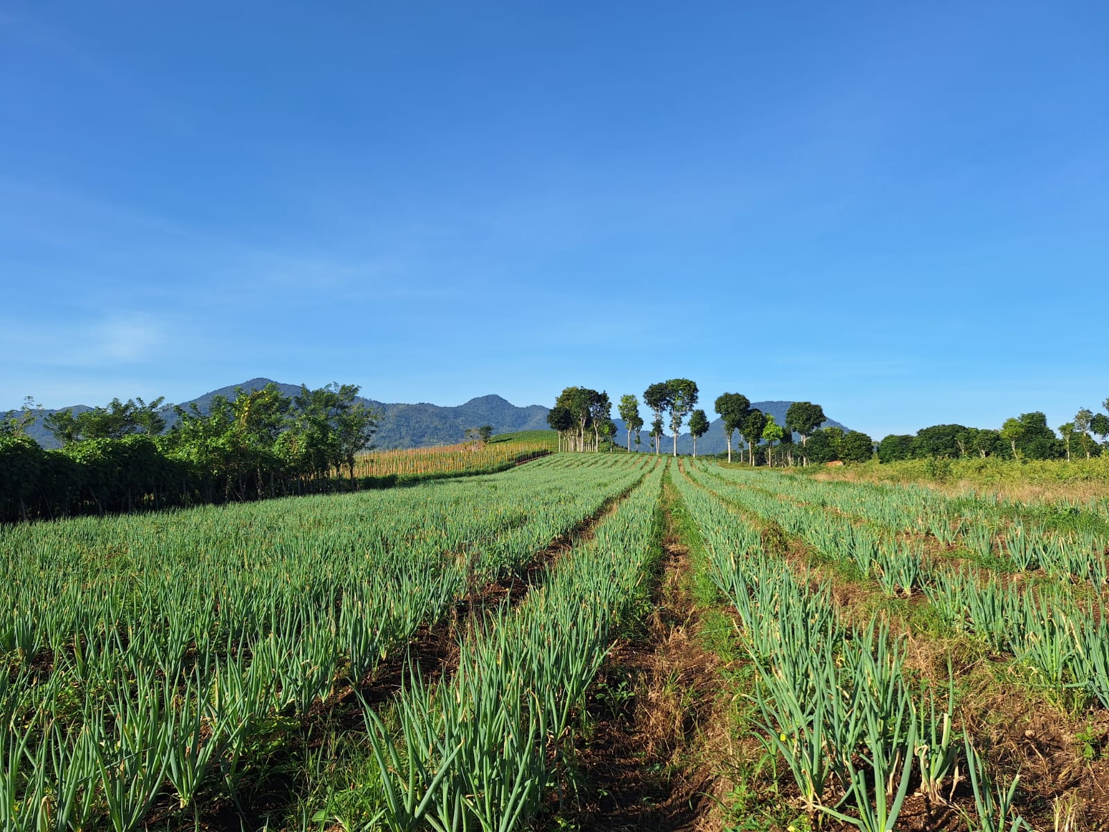 Pemandangan Perkebunan Modoinding