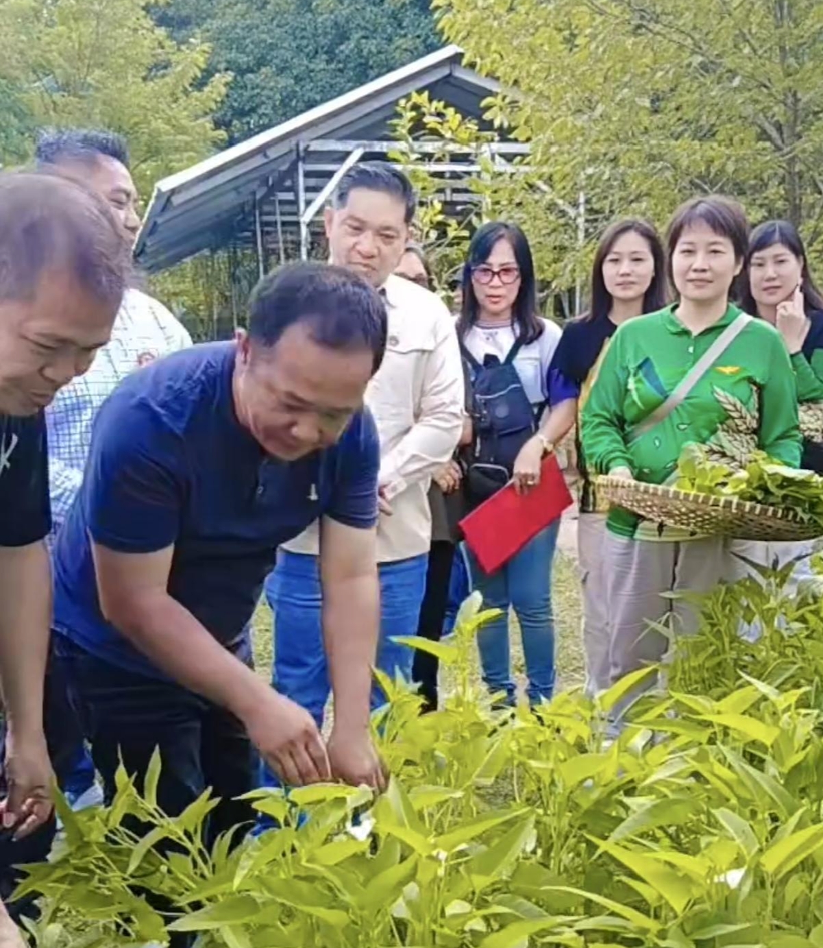 Panen Sayuran hasil dari kelompok tani melalui program Pekarangan Pangan Bergizi di Paniki Bawa, Kecamatan Mapanget, Kota Manado, Jumat (27/3)