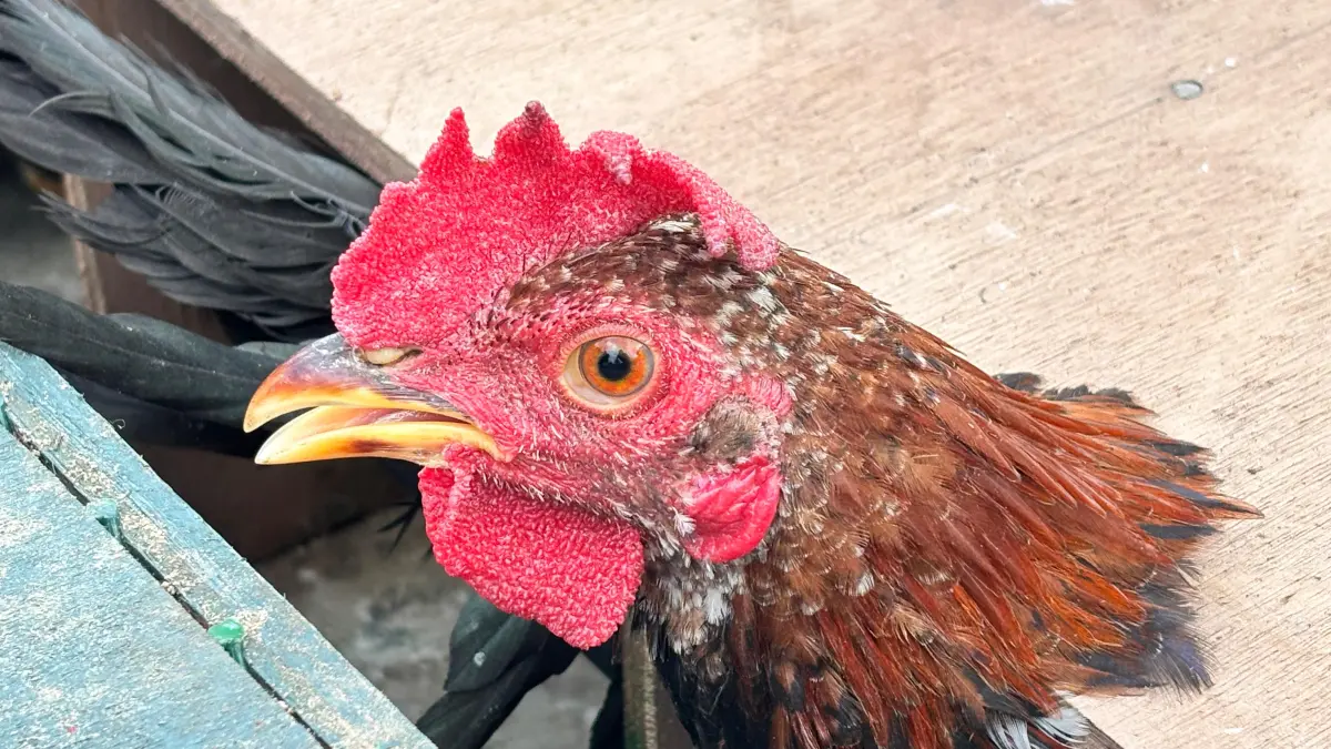Ratusan ayam asal Filipina dimusnahkan di Mako Ditpolairud Polda Sulut Bitung, Selasa lalu.&nbsp;