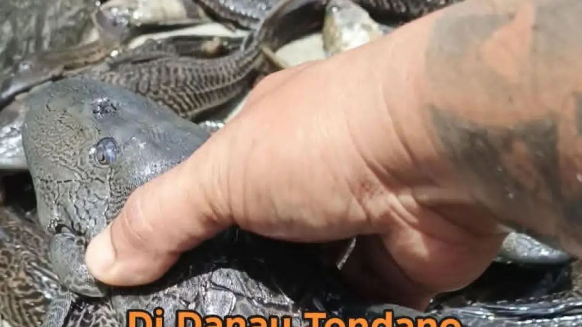Ikan Sapu Sapu yang ditemukan di Danau Tondano  yang viral dibagikan di sosial media.
