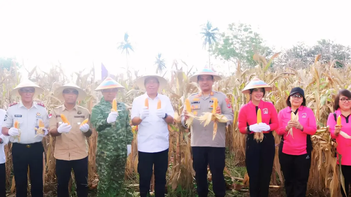 Minsel Ikut Panen Jagung Nasional!
