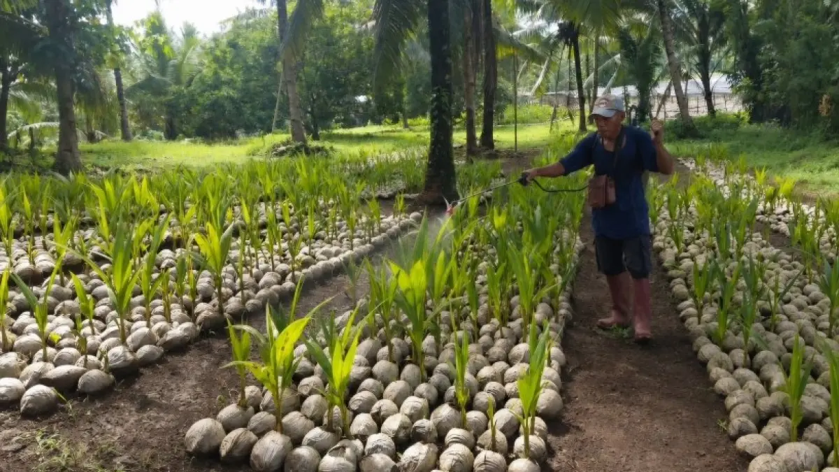 39.861 batang bibit kelapa di Sulawesi Utara siap disalurkan.