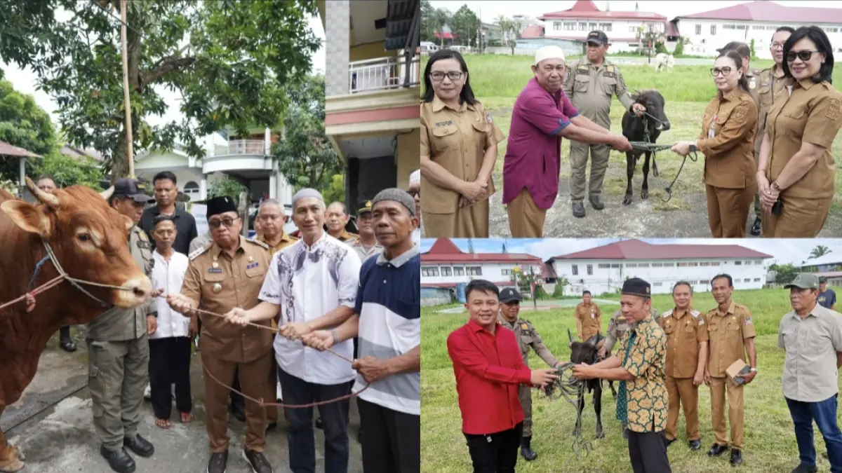 SERAHKAN: Penyerahan bantuan sapi kurban dari Presiden diserahkan Bupati di Pineleng dan Pemyerahan bantuan sapi dari Pemkab Minahasa oleh Wakil Bupati di Tondano, Senin (25/5/2026).