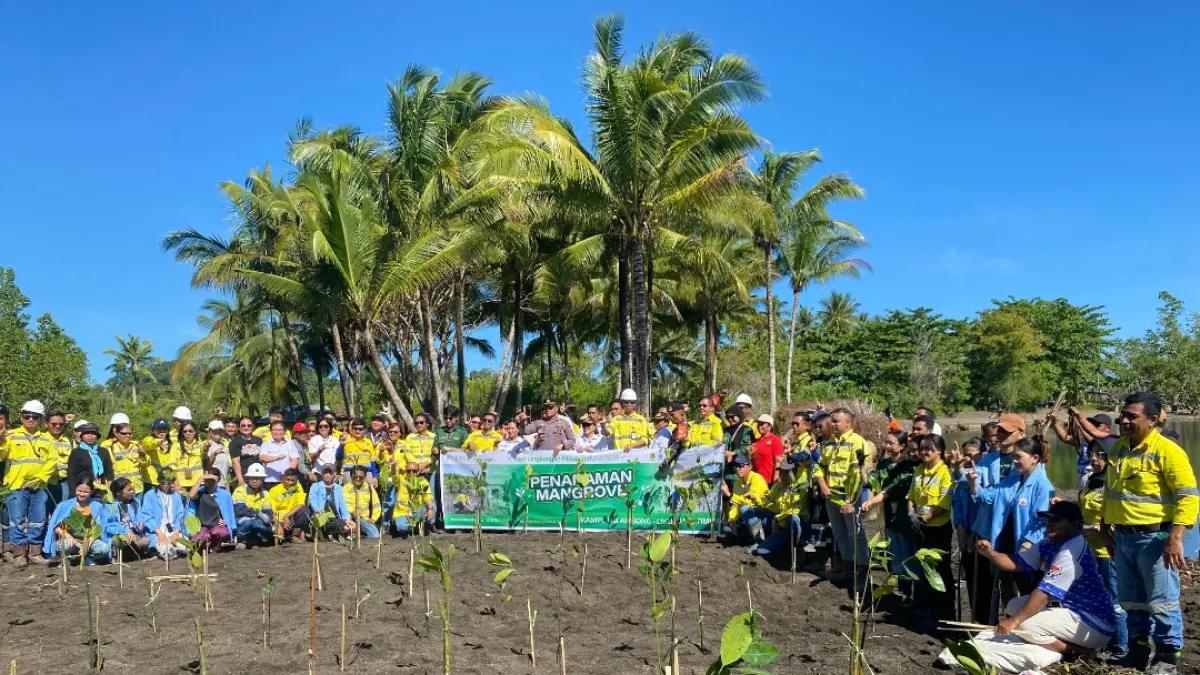 1.000 Mangrove Ditanam di Pantai Bolang Kampung Ambong Liktim, untuk Cegah Abrasi