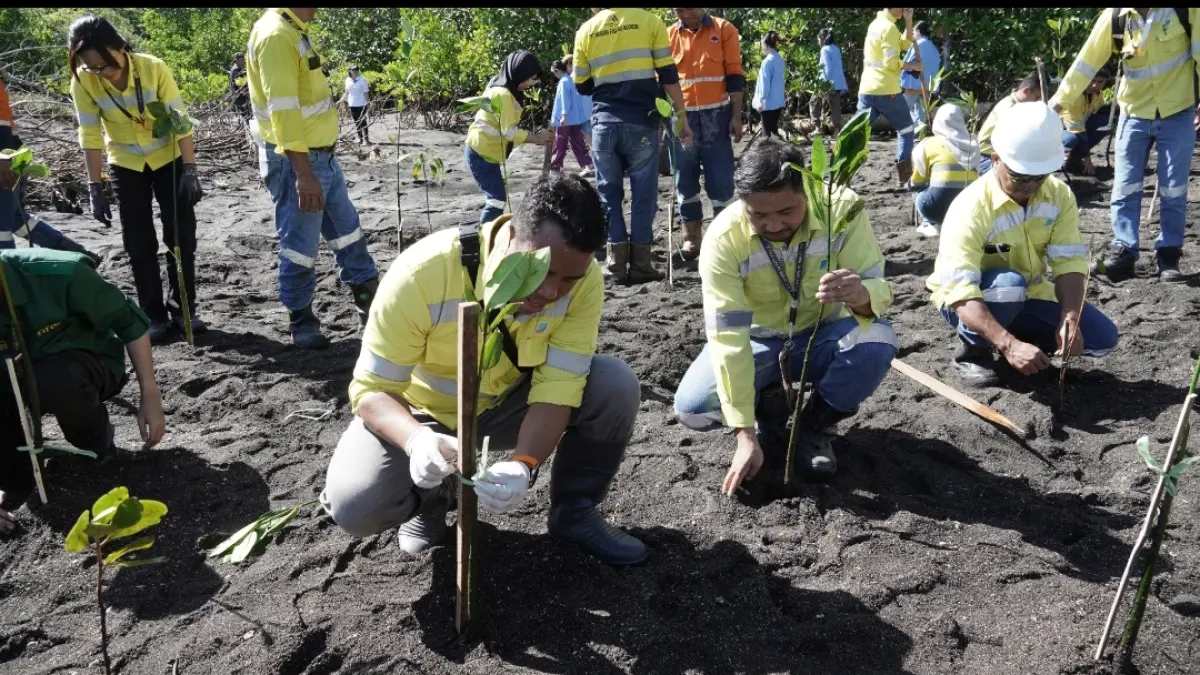 1.000 Mangrove Ditanam di Pantai Bolang Kampung Ambong Liktim, untuk Cegah Abrasi