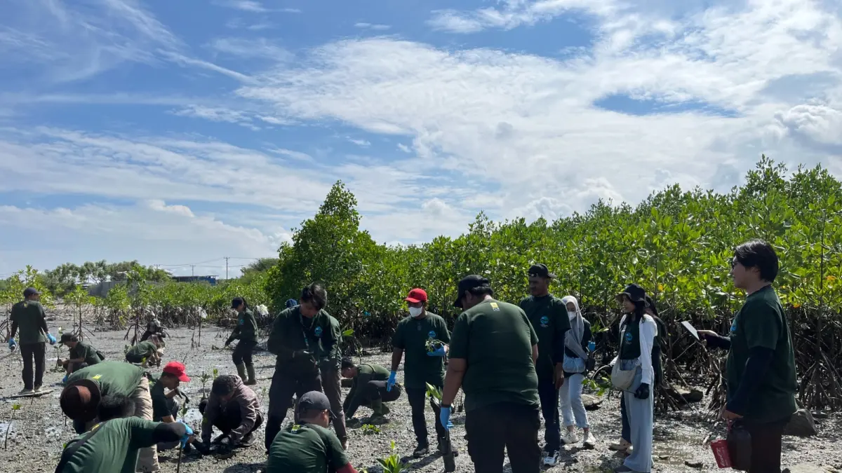 PLN UP3 Palu Hijaukan Pesisir Teluk Palu Melalui Penanaman 1.000 Bibit Mangrove