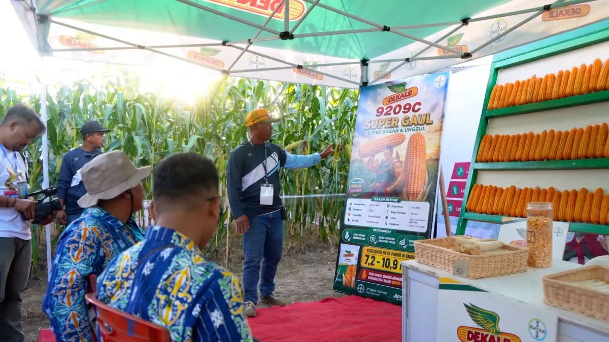 Memperkenalkan varietas jagung bioteknologi DEKALB DK19S Cantik Pro dan DK09S Super Gaul Pro. Untuk pertama kalinya di Indonesia, perlindungan terhadap ancaman hama Ulat Grayak (Fall Army Worm / FAW), Stem Borer (Penggerek Batang), Asian Corn Borer (Penggerek Batang Asia), dan Ear Worm (Ulat Tongkol).