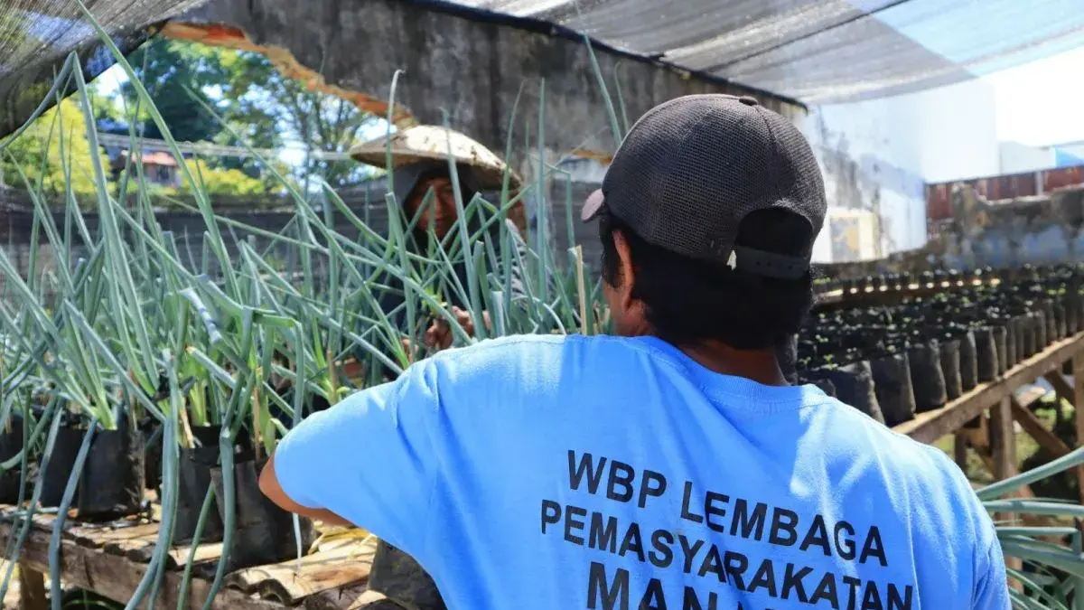Warga Binaan Pemasyarakatan (WBP) Lapas Kelas IIA Manado saat memanen daun bawang hasil budi daya di area pertanian lingkungan lapas setempat. Program ini menjadi sarana pembinaan kemandirian sekaligus mendukung ketahanan pangan. (Foto: ANTARA/HO-Lapas Kelas IIA Manado)