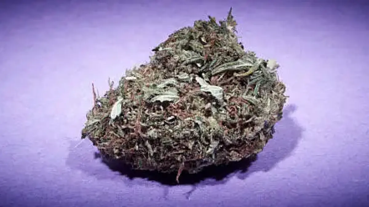 Ilustrasi barang bukti narkotika jenis ganja yang berhasil disita petugas kepolisian dari tangan tersangka. Unsplash/Chiara David