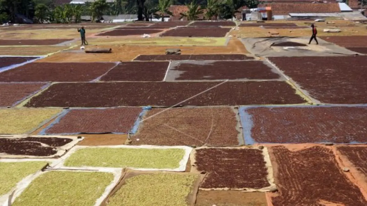 Ilustrasi proses penjemuran cengkih hasil panen petani di halaman terbuka. Harga komoditas cengkih dan kopra di Sulawesi Utara terpantau mulai menunjukkan tren kenaikan positif pada awal Juli 2026. (Foto: ANTARA)
