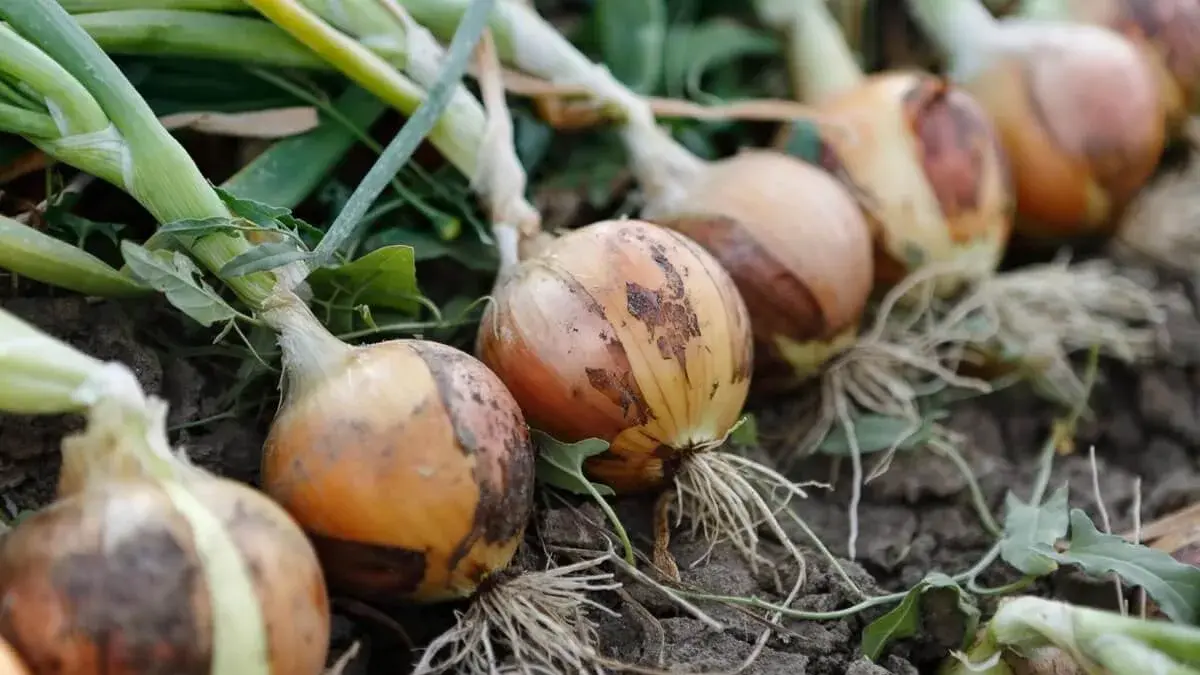 Bawang Bombay (Foto : gdm.id)