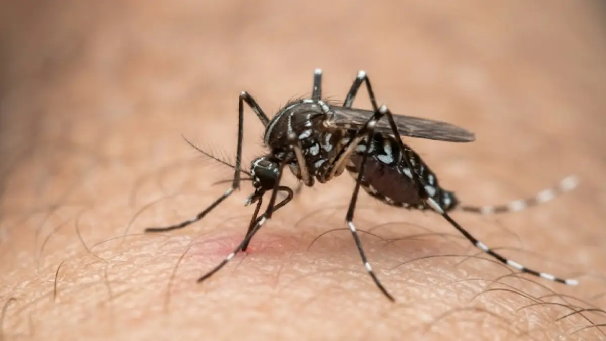 Ilustrasi nyamuk Aedes Aegypti.