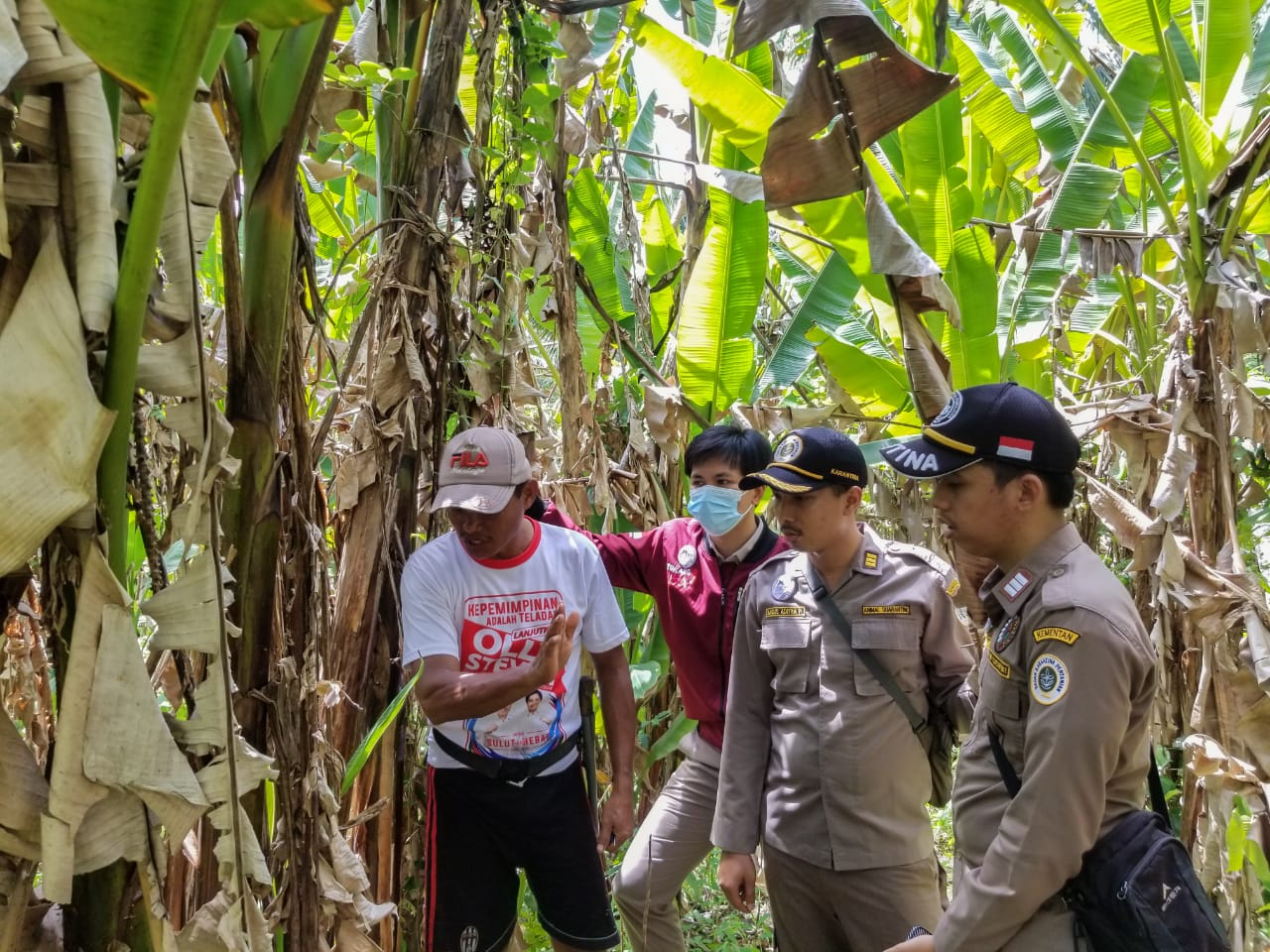 Salah satu lahan tempat menanam Pisang Abaka yang ada di Kabupaten Talaud.
