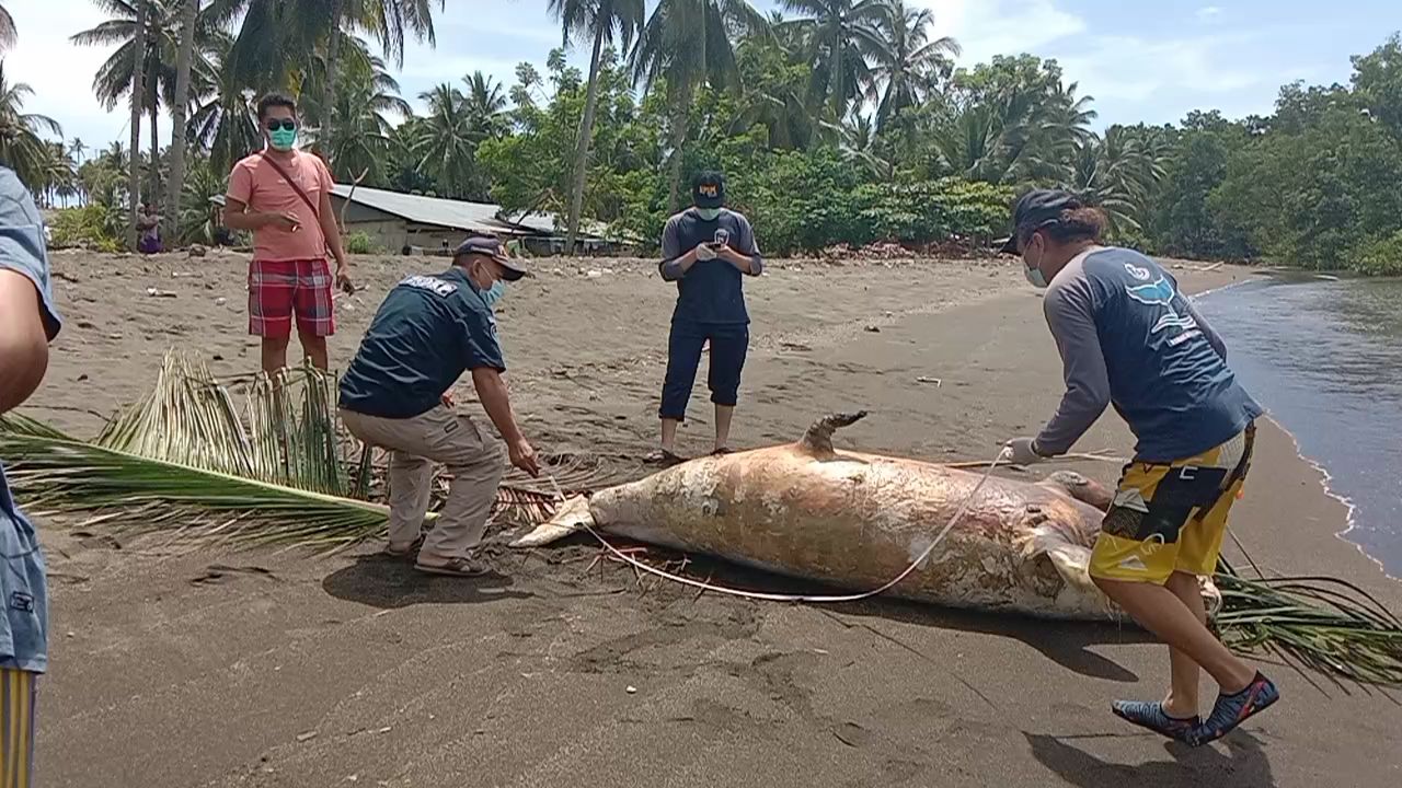 Hewan Dugong yang mati di Minsel diduga karena sampah plastik.