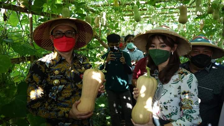 Bupati Joune Ganda didampingi Ketua TP PKK Minut Rizya Ganda-Davega mengikuti panen tanaman hortikultura di Desa Lembean, jaga VI, Kecamatan Kauditan, Kamis (20/5).