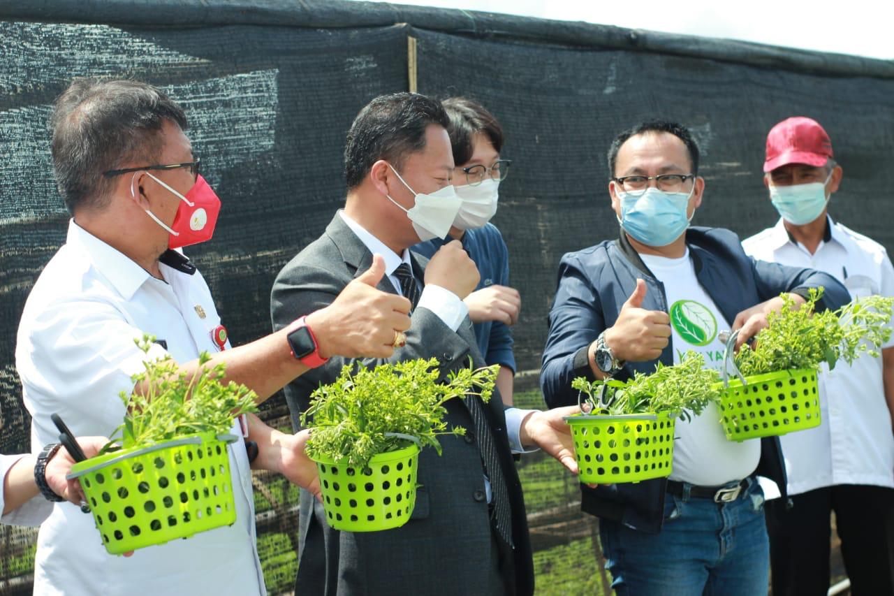 Panen perdana tanaman Stevia di Desa Tontimomor, Kakas Barat, Provinsi Sulawesi Utara yang melibatkan pemerintah provinsi dan investor asal Korea. (foto: istimewa)