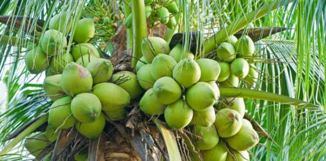 Ilustrasi Kelapa