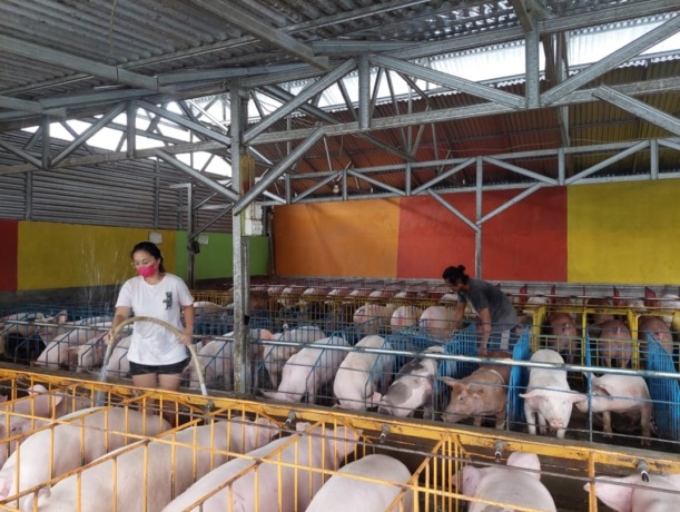 Peternakan babi dari Injilia Manarisip