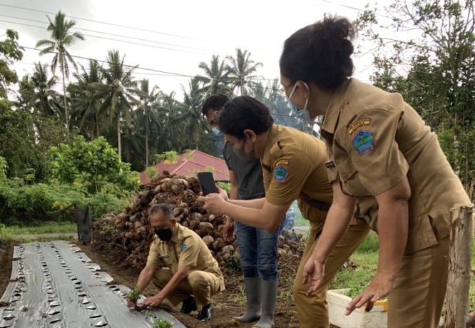 Ujicoba penanaman bibit Stevia di Desa Klabat, Kecamatan Dimembe, beberapa waktu lalu.