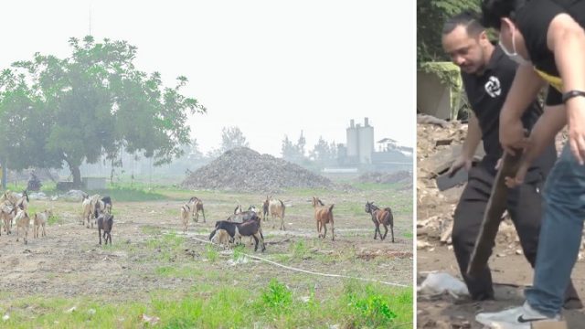 Kaki Giring tenggelam di lumpur saat sidak Sirkuit Formula E di Ancol Jakarta (kanan). Puluhan kambing keliaran di lokasi Sirkuit Formula E (kiri). (Twitter/Giring Ganesha)