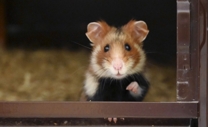 Warga Hongkong bikin petisi online kepada pemerintah tolak pemusnahan hamster (Istimewa)
