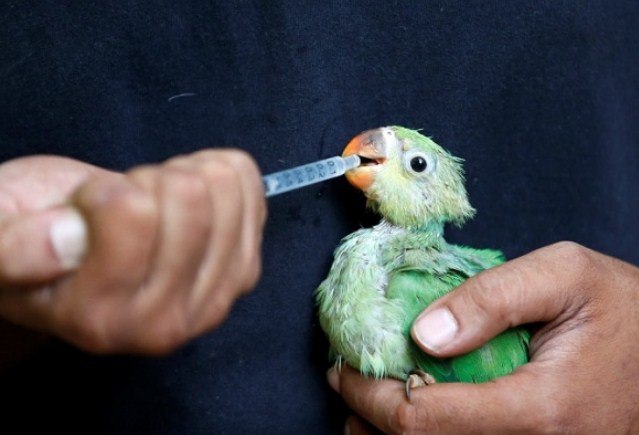 Petugas Dinas Kehewanan di India tengah merawat burung yang jatuh akibat gelombang panas yang ekstrem (Amit Dave/Reuters)
