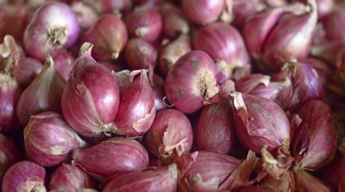 Ilustrasi Bawang Merah