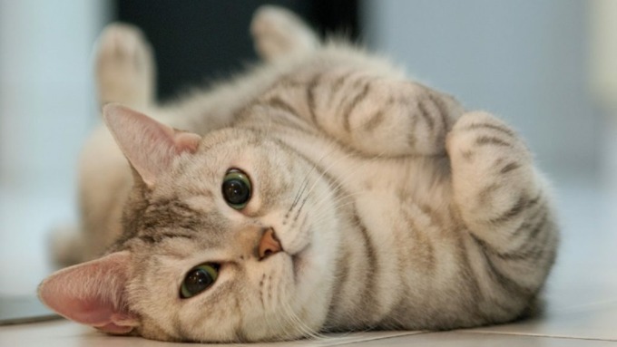 Ilustrasi kucing
