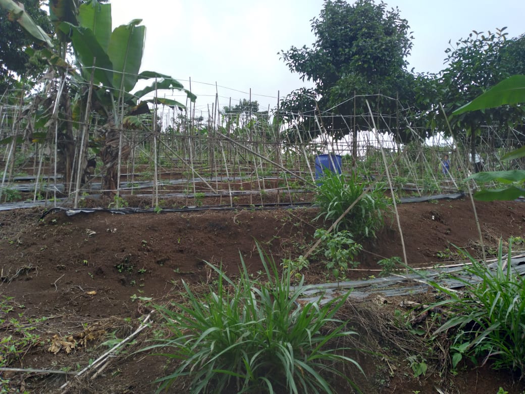Lahan garapan warga di Kecamatan Nanggung yang jadi konflik agraria.