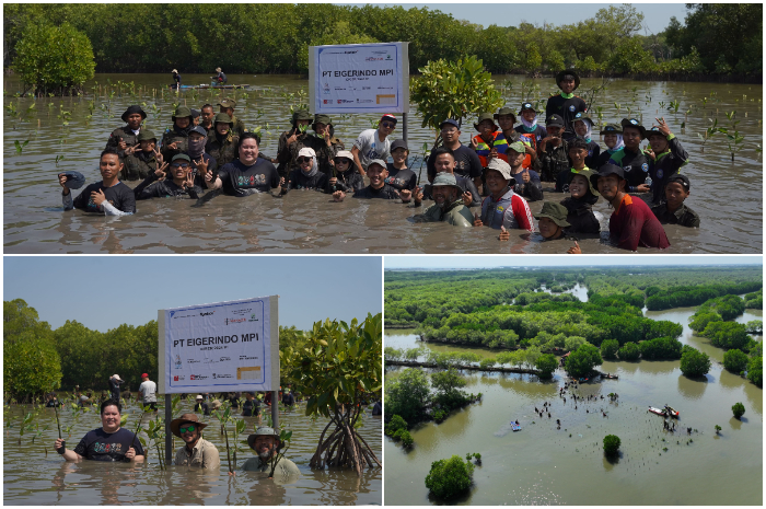 Aksi EIGER menanam 10.000 mangrove di pesisir Pantura tepatnya di Desa Mayangan, Kecamatan Legonkulon, Kabupaten Subang.