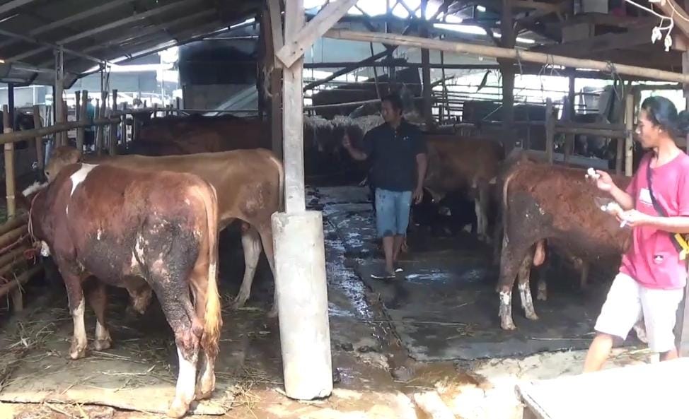 Lapak salah satu pedagang hewan kurban di Jonggol, Kabupaten Bogor, yang kebanjiran pesanan jelang Iduladha.